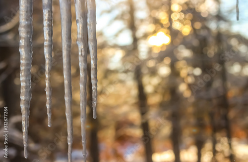 Icicles in front of a sunset or sunrise forest 