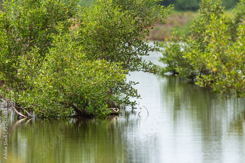 Mangrove tree
