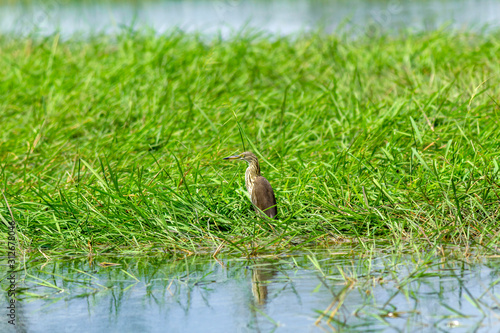 Javan Pond Heron