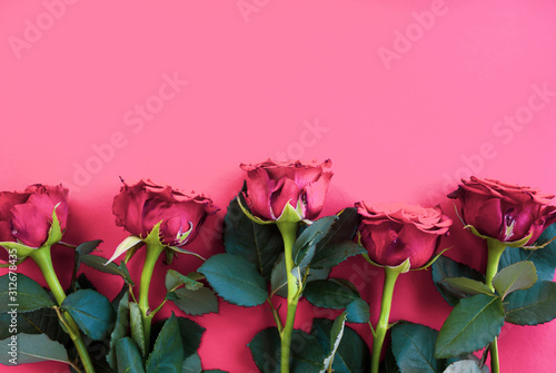 Red roses background.