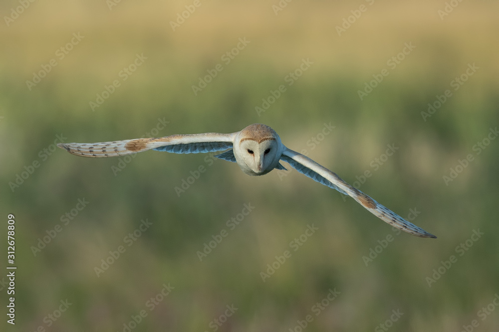 Barn Owl Flying