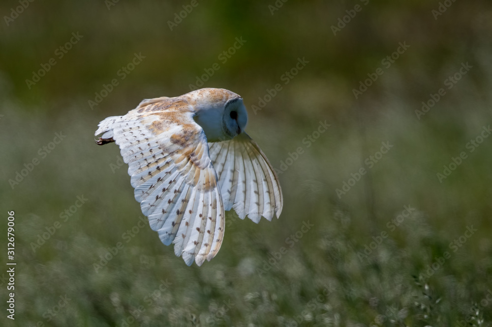 Fototapeta premium Barn Owl Flying