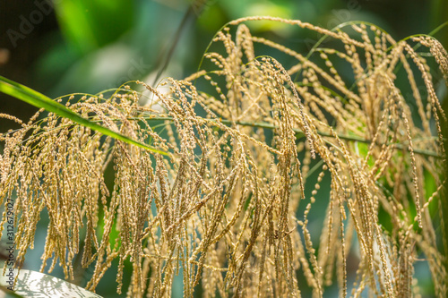 flower of bamboo grass