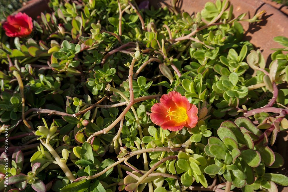 Red/yellow purslane in the garden