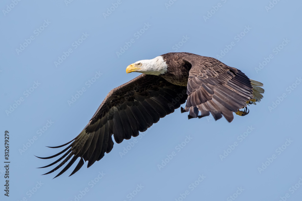 Naklejka premium Bald Eagle Flying
