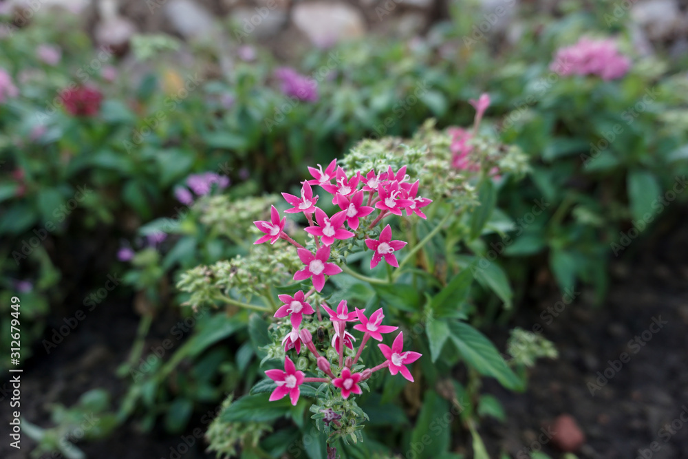 Pink egyptian starcluster (Pentas Lanceolata) in the garden Pink egyptian starcluster (Pentas Lanceolata) in the garden