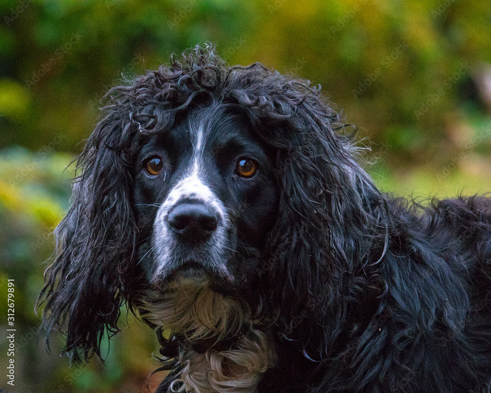 A portrait of a scruffy Spaniel A portrait of a scruffy Spaniel