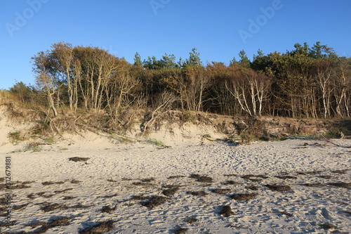 Am Weststrand auf dem Darß reicht der Wald direkt an den Strand heran photo