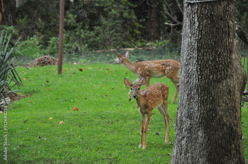 Deer nearby Deer nearby