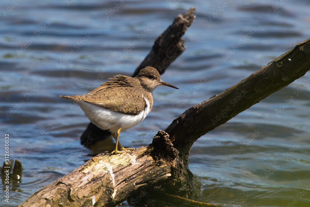 Sandpiper (Actitis hypholeucos)