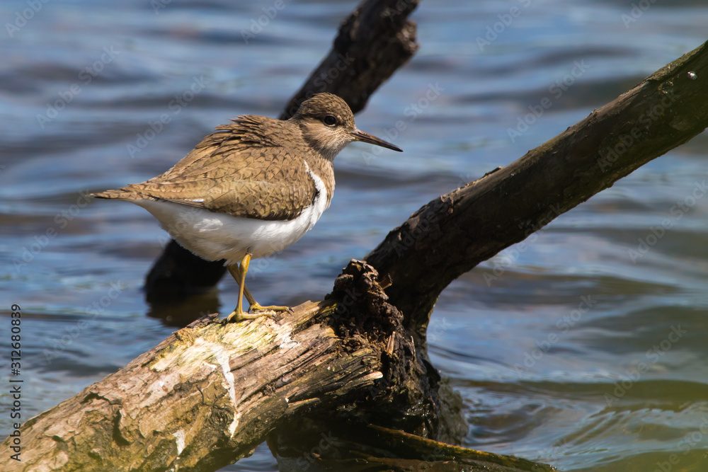 Sandpiper (Actitis hypholeucos)