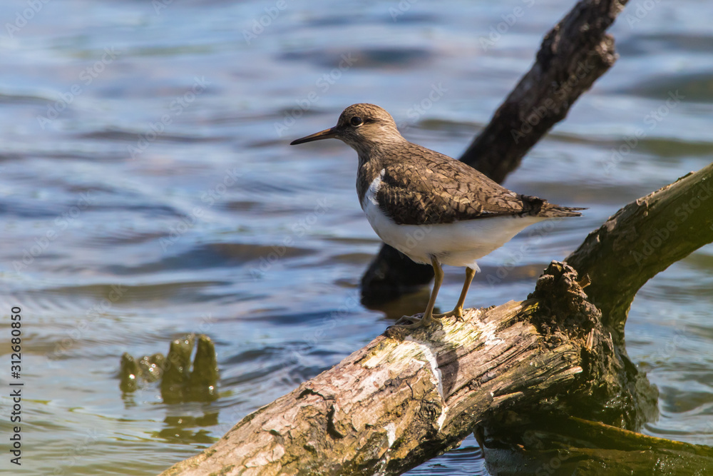 Sandpiper (Actitis hypholeucos)