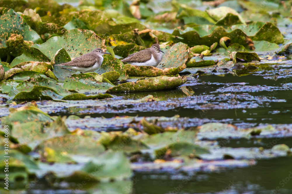 Sandpiper (Actitis hypholeucos)