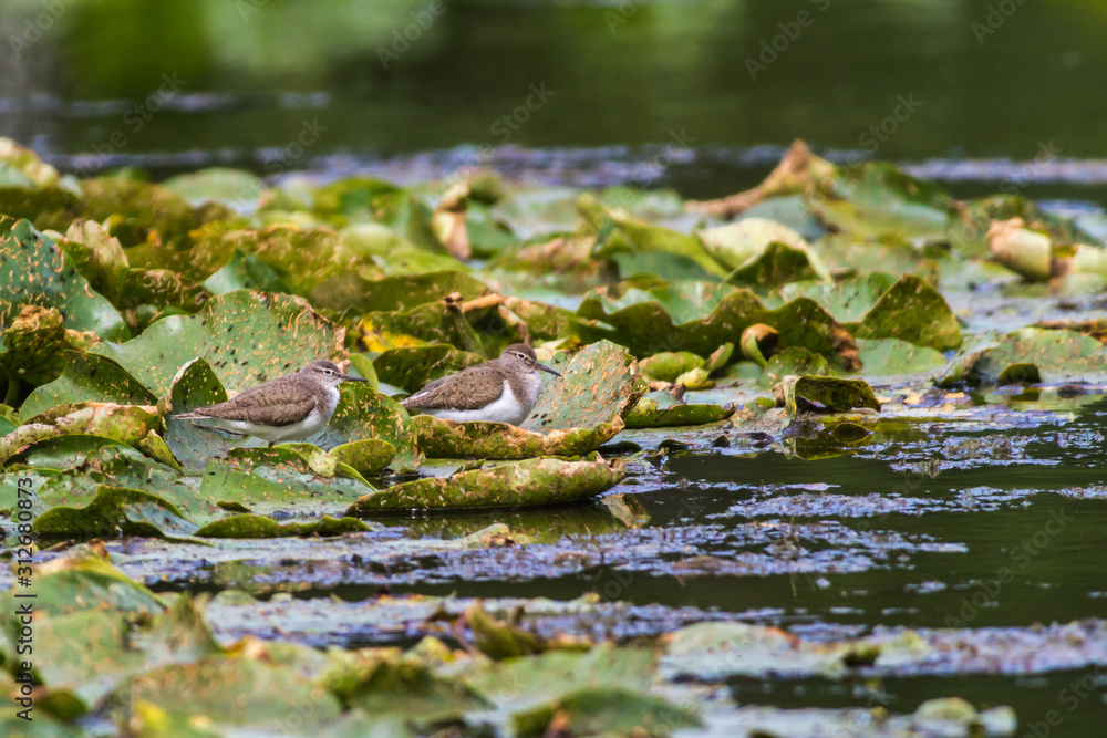 Sandpiper (Actitis hypholeucos)