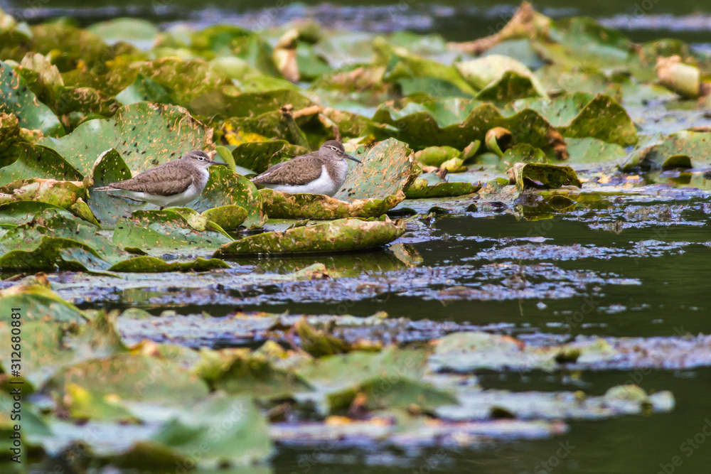 Sandpiper (Actitis hypholeucos)