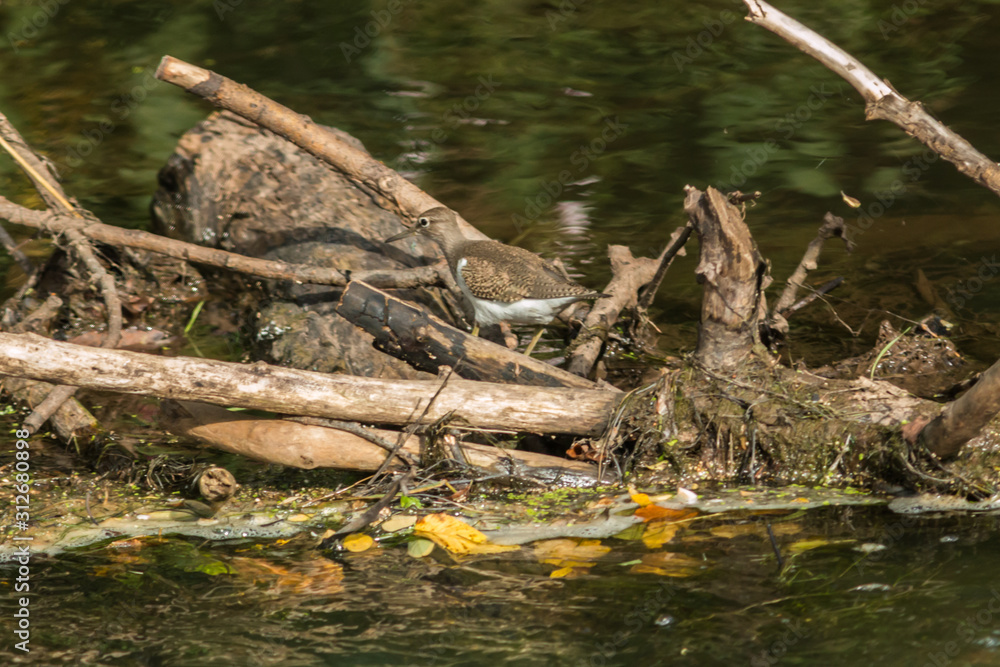 Sandpiper (Actitis hypholeucos)