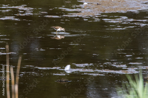 Obraz na płótnie Sandpiper (Actitis hypholeucos) w salonie