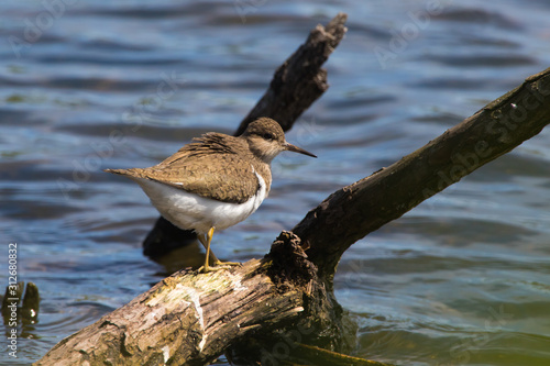 Obraz na płótnie Sandpiper (Actitis hypholeucos) w salonie