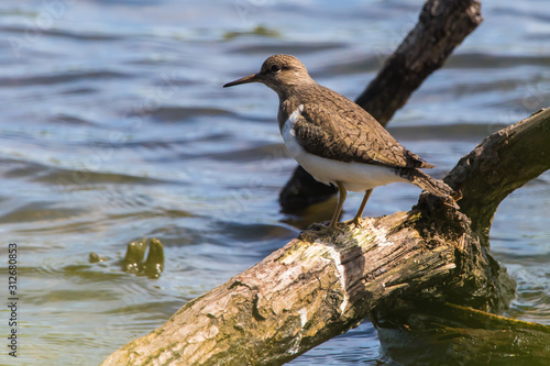 Sandpiper (Actitis hypholeucos) photo