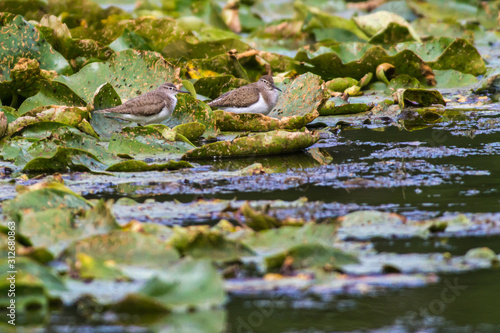 Obraz na płótnie Sandpiper (Actitis hypholeucos) w salonie