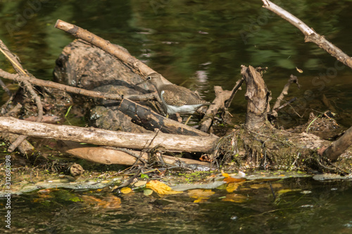 Obraz na płótnie Sandpiper (Actitis hypholeucos) w salonie