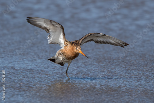 Black Tailed Godwit in Water