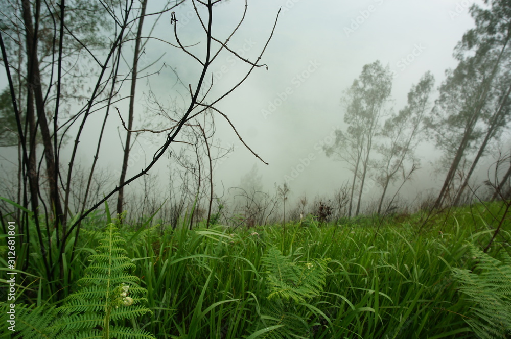 Obraz premium wilderness with the dominance of trees, grass and other plants in the mountains