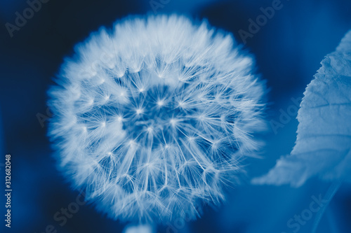 White dandelion bud with seeds close-up.  toned  in classic blue trendy color of the year 2020