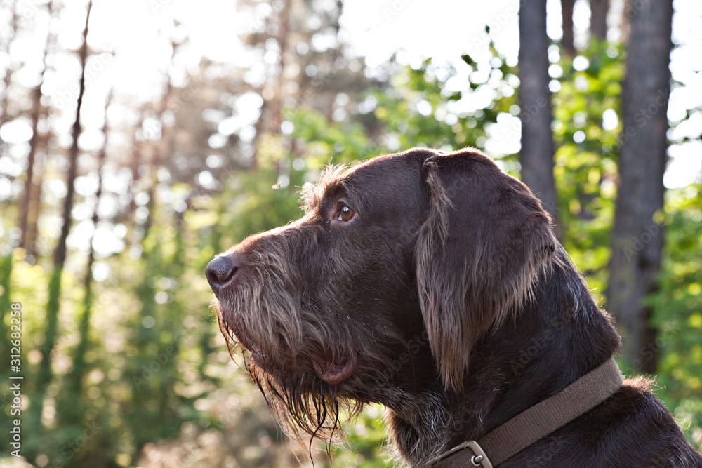 Dog breed Drathaar German Wirehaired pointer portrait on nature in the forest