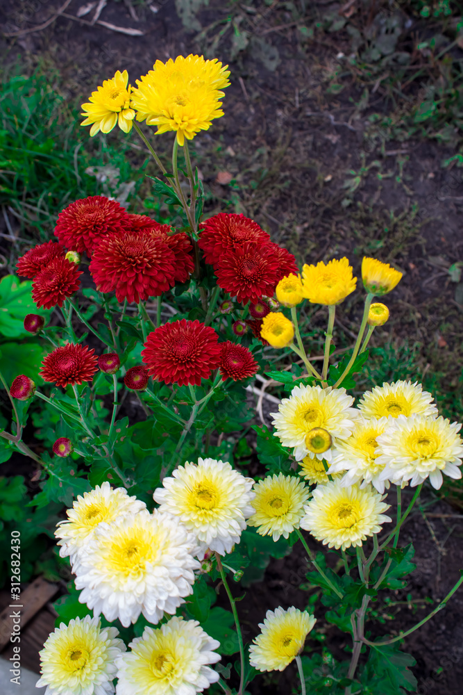 Obraz premium Chrysanthemum flowers