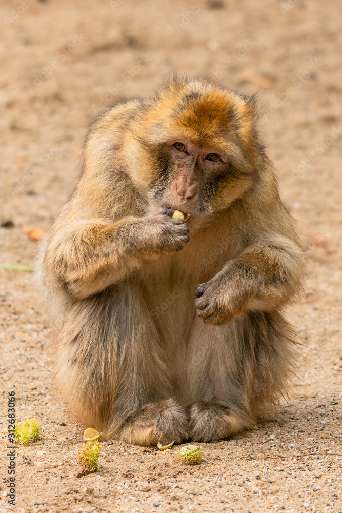Portrait of a Barbary ape eating a chestnut
