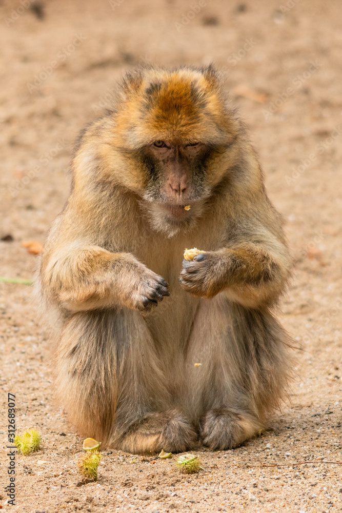 a Barbary ape eating a chestnut looking grumpy into the camera a Barbary ape eating a chestnut looking grumpy into the camera