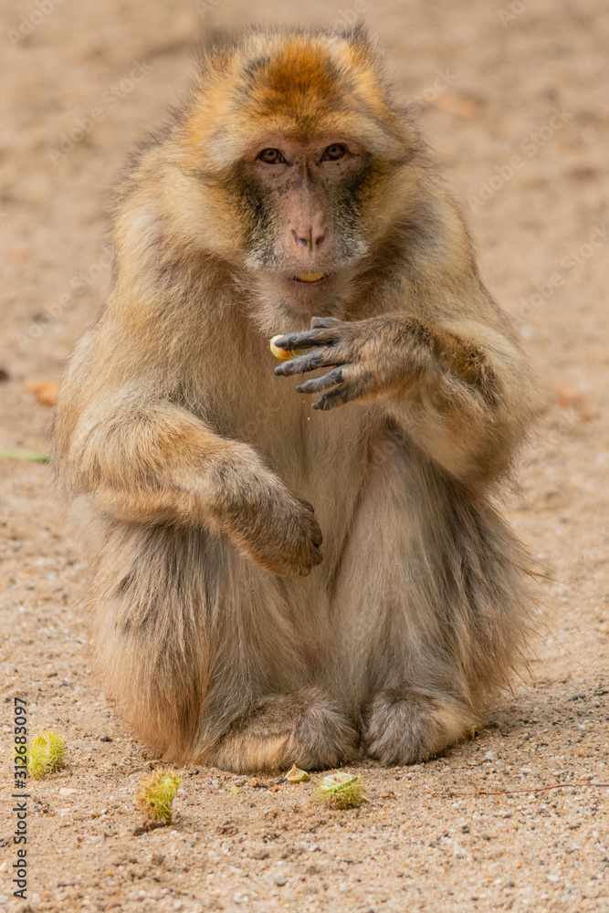 Portrait of a Barbary ape eating a chestnut and it is looking into the camera Portrait of a Barbary ape eating a chestnut and it is looking into the camera