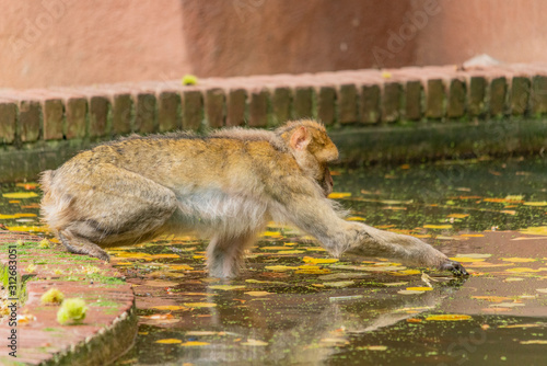 a Barbary ape reaching far out from a brick border to catch a chestnut from the water