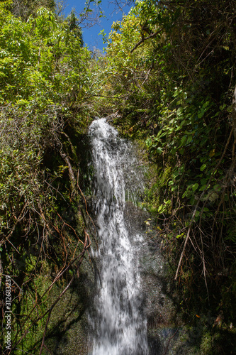 Te Urewera National Park New Zealand. Tropic jungle.