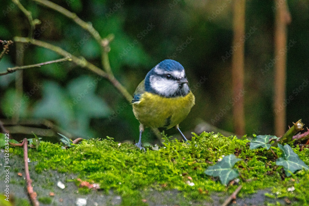 Obraz premium Blue Tit on mossy rock