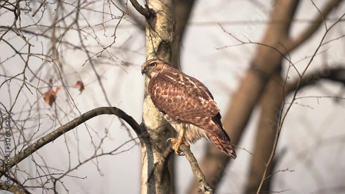 Haddonfield, New Jersey - Red-Tailed Hawk Perching On A Branch During The Autumn Season - Close Up Shot photo