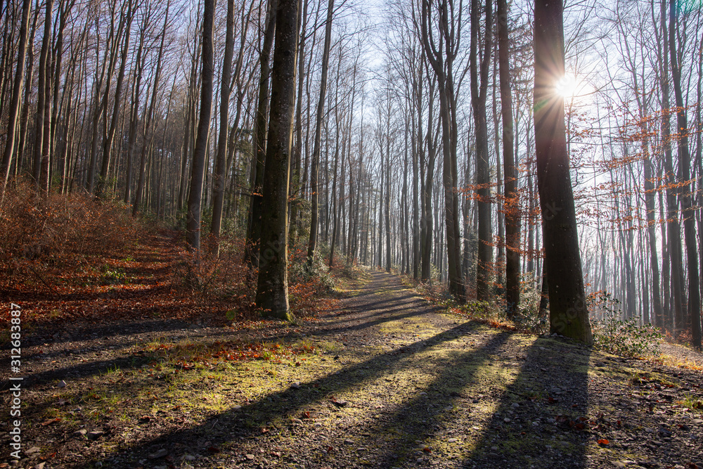 Obraz premium Wald im Dezember ohne Schnee