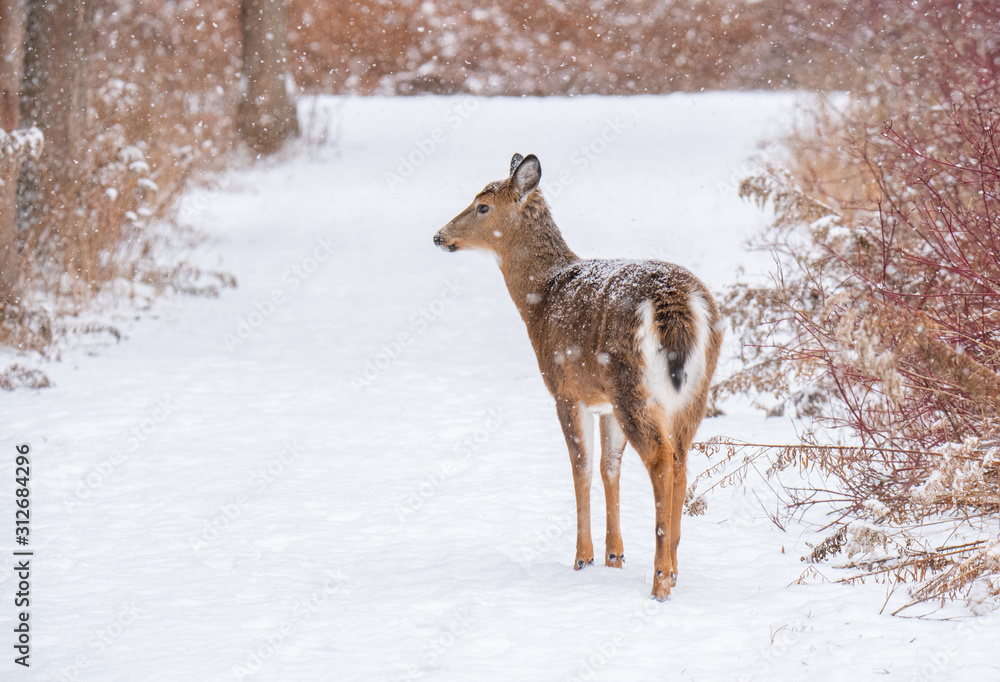 Fototapeta premium Deer foraging in the snow