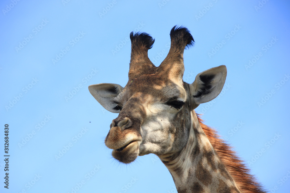 Obraz premium Giraffe