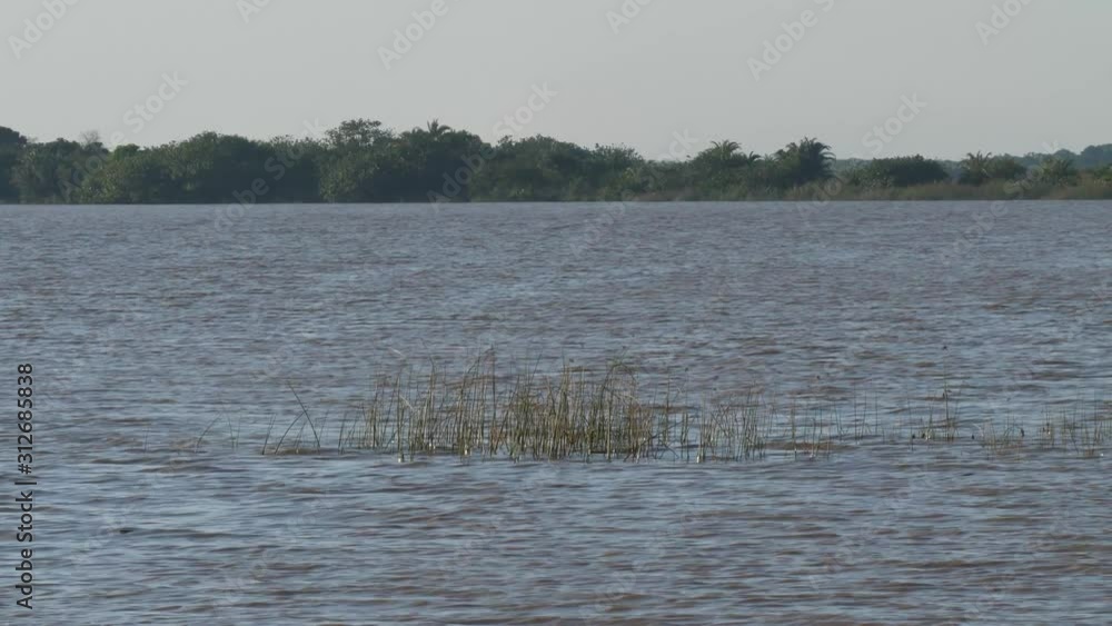 birds on lake birds on lake