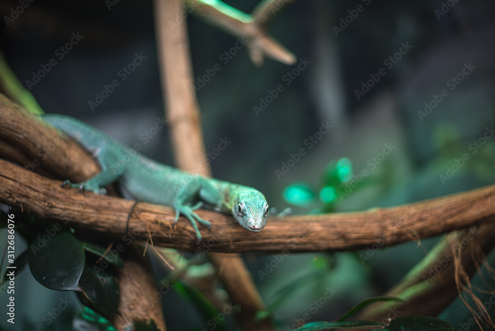 reptile green blue on branch aquarium pet zoo home cute lizard head tongue eyes look walk exotic rare species reptile green blue on branch aquarium pet zoo home cute lizard head tongue eyes look walk exotic rare species