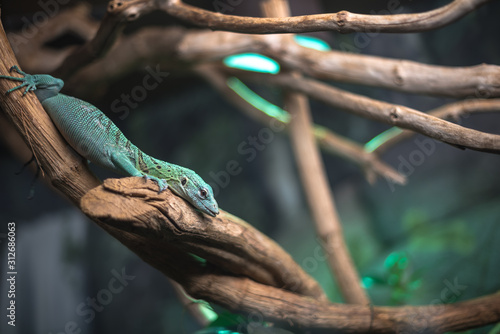 reptile green blue on branch aquarium pet zoo home cute lizard head tongue eyes look walk exotic rare species