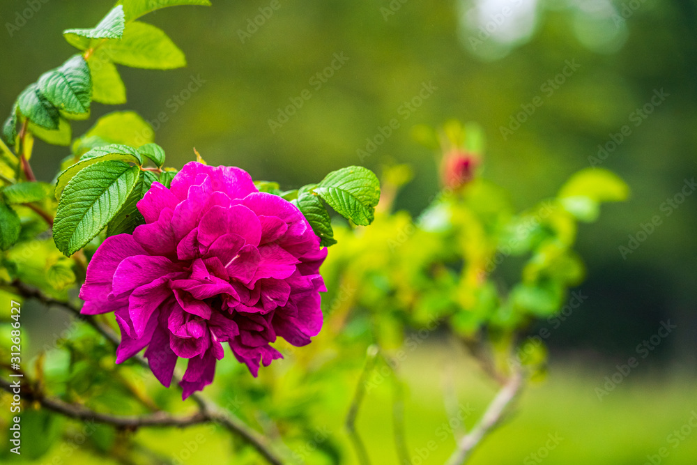 beautiful wildflowers dogwood wild rose and wild pea plants beautiful wildflowers dogwood wild rose and wild pea plants