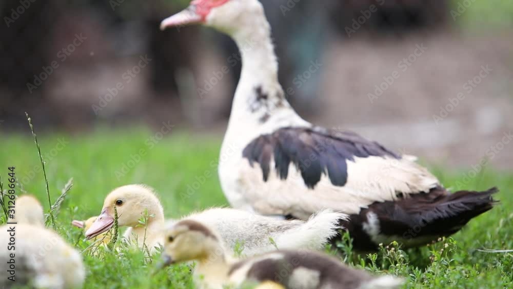 Big ducks and small ducklings feeding outdoors in farm yard. Big ducks and small ducklings feeding outdoors in farm yard.