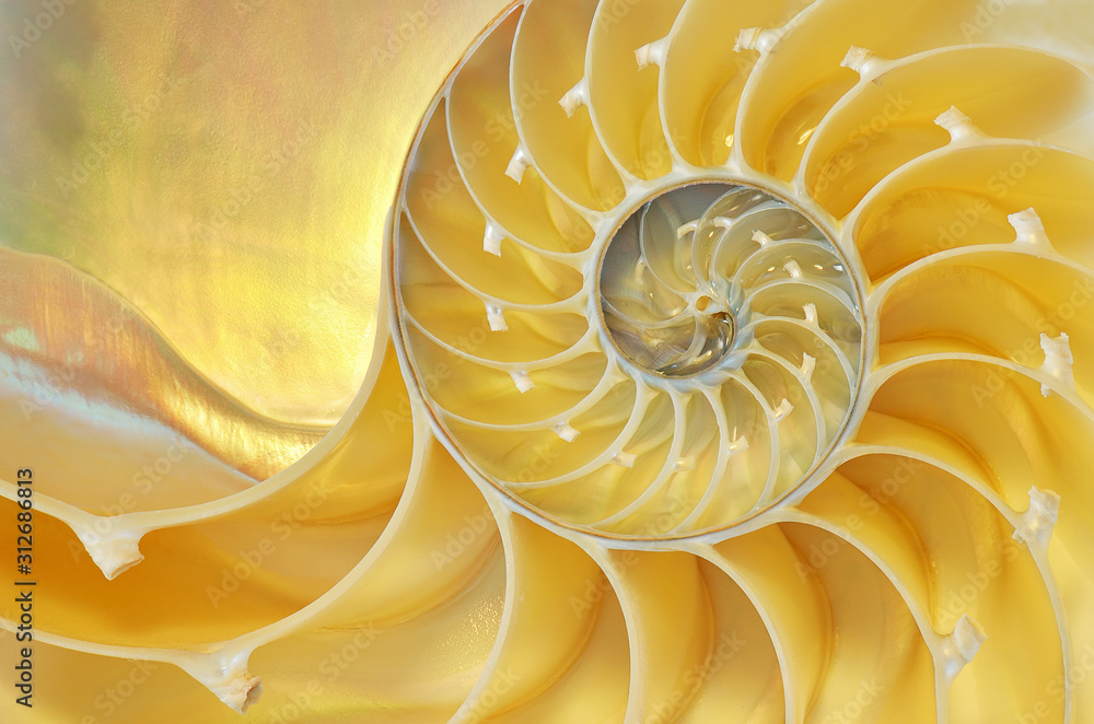 Ταπετσαρία Close-up of a nautilus shell revealing its intricate patterns, textures, and det