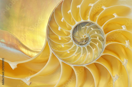 Close-up of a nautilus shell revealing its intricate patterns, textures, and details
