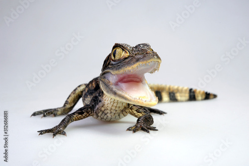 Brillenkaiman / Spectacled caiman (Caiman crocodilus) photo