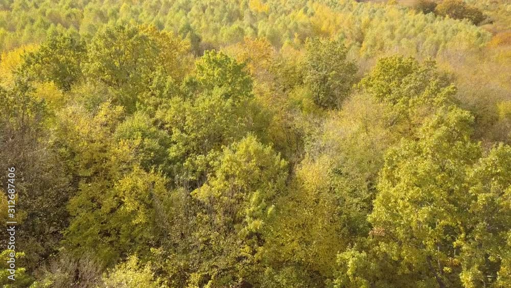 Autumn forest with bright orange and yellow leaves. Dense woods in sunny fall weather. Autumn forest with bright orange and yellow leaves. Dense woods in sunny fall weather.