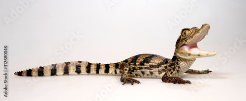 Spectacled caiman / Krokodilkaiman / Nördlicher Brillenkaiman (Caiman crocodilus) photo